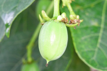 Physic nut, Purging nut