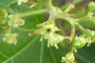 Physic nut, Purging nut