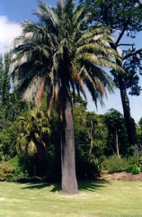 Chilean Wine Palm
