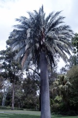 Chilean Wine Palm