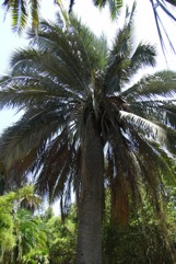 Chilean Wine Palm