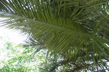 Chilean Wine Palm