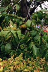Butternut, White walnut