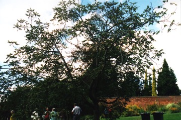 Butternut, White walnut