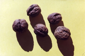 Walnut, Persian walnut, English walnut