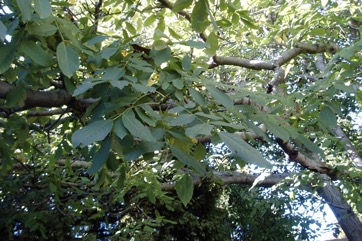 Walnut, Persian walnut, English walnut