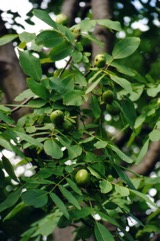 Walnut, Persian walnut, English walnut