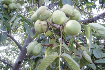 Walnut, Persian walnut, English walnut
