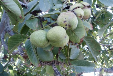 Walnut, Persian walnut, English walnut