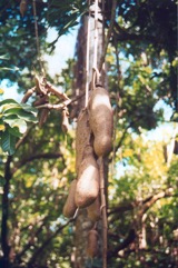 Sausage tree