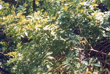 Sausage tree