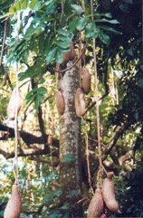 Sausage tree