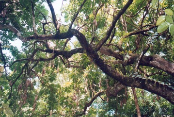 Sausage tree