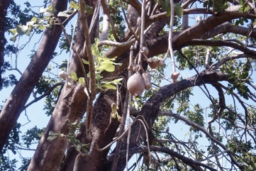 Sausage tree