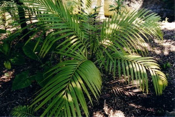 Atherton palm, Mountain mist palm, Atherton mist palm