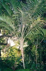 Atherton palm, Mountain mist palm, Atherton mist palm