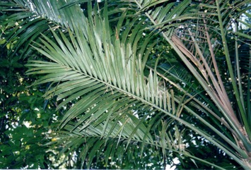 Atherton palm, Mountain mist palm, Atherton mist palm