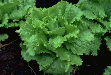 Lettuce