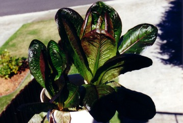 Lettuce