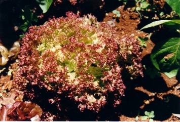Lettuce