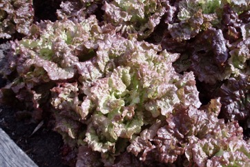 Lettuce