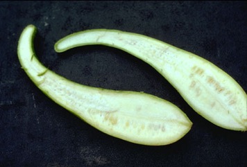Bottle gourd