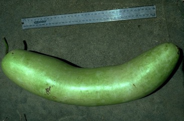 Bottle gourd
