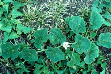 Bottle gourd