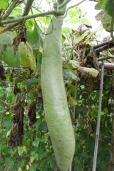 Bottle gourd