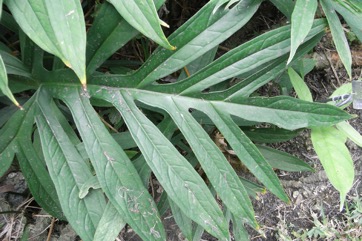 Lasia, Livid flower, Unicorn plant