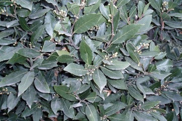Bay laurel, Sweet Bay