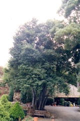 Bay laurel, Sweet Bay