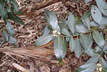 Bay laurel, Sweet Bay