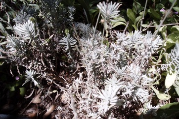 English Lavender, Common lavender