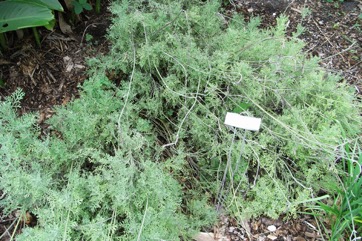 English Lavender, Common lavender