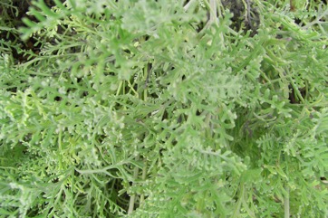 English Lavender, Common lavender
