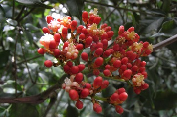 West Indian holly