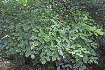 West Indian holly