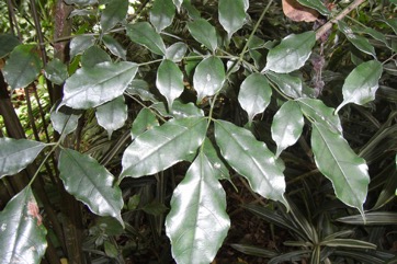 West Indian holly
