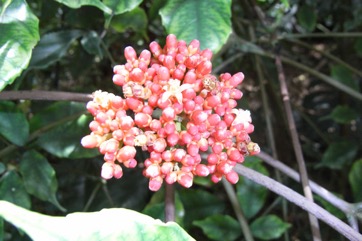 West Indian holly
