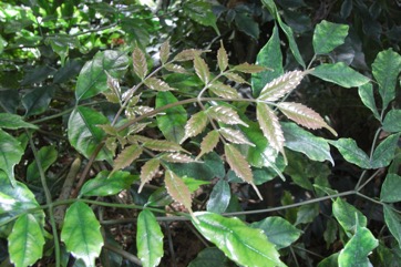 West Indian holly