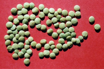 Lentils