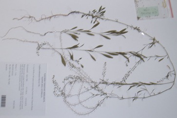 Common peppercress, Pepperweed