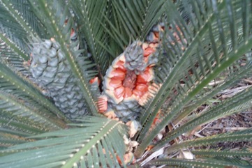 Burrawang, Pineapple Zamia, Shining Burrawang