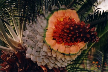 Burrawang, Pineapple Zamia, Shining Burrawang