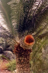 Burrawang, Pineapple Zamia, Shining Burrawang