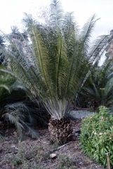 Burrawang, Pineapple Zamia, Shining Burrawang