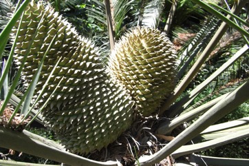 Burrawang, Pineapple Zamia, Shining Burrawang