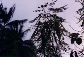 Leucaena