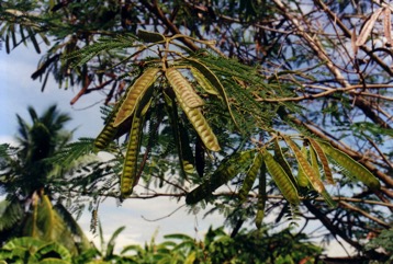 Leucaena